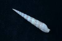 藏品(紅磚筍螺)的圖片